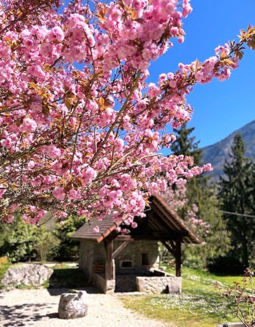 Magnolia aux fleurs roses devant un four à pain en pierre rénové - La Bageatière, Lépin-le-Lac, Savoie.
