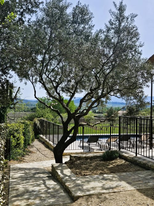 Ancient olive tree in courtyard of Gordes hotel with countryside views and poolside seating area