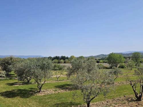 Olive grove landscape in Gordes, France with green rolling hills and Mediterranean vegetation