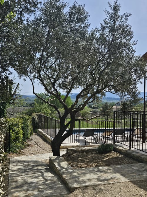 Ancient olive tree on terrace with valley views at Gordes hotel property, Provence France