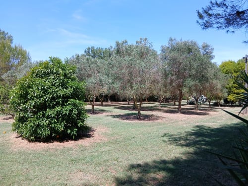 Jardin d'oliviers du Mas d'Alivon à Arles avec aménagement paysager verdoyant