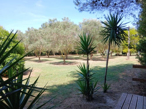 Parc ensoleillé du Mas d'Alivon à Arles avec palmiers, pelouse soignée et terrasse en bois