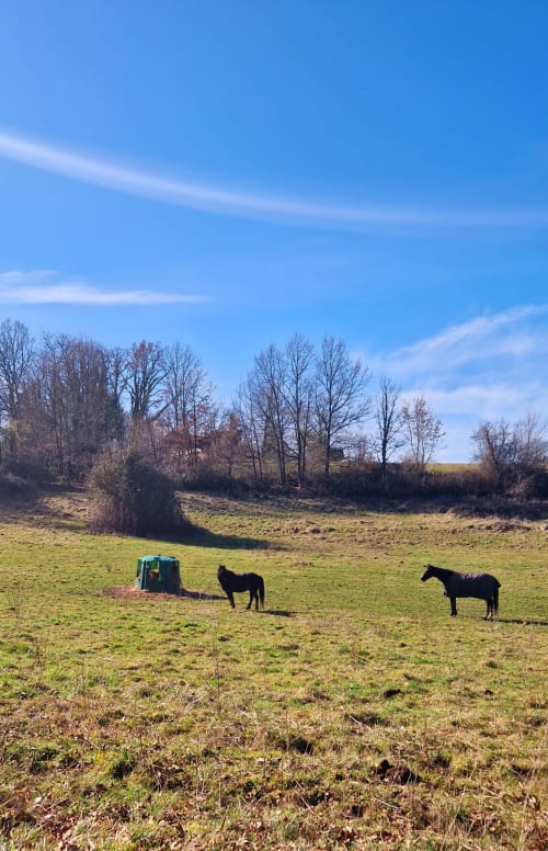 Deux chevaux broutant dans un pré verdoyant aux Granges Indigo à Fossemagne, France, avec arbres nus et ciel bleu dégagé