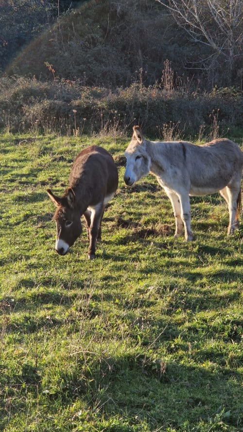 Deux ânes paissant dans un pré verdoyant à la chambre d'hôtes Les Granges Indigo à Fossemagne, France