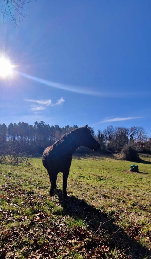 Cheval noir broutant dans un pâturage ensoleillé aux Granges Indigo, Fossemagne