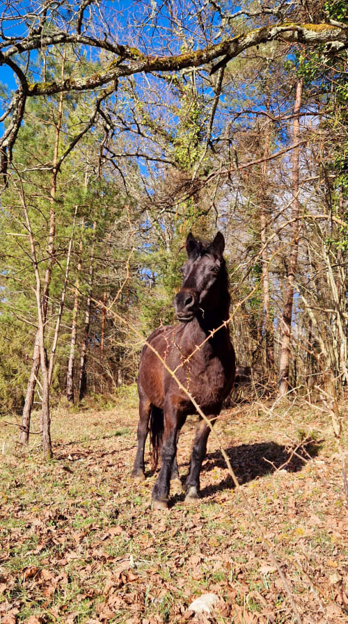Cheval noir debout sur un sentier forestier bordé d'arbres à Les Granges Indigo, retraite rurale de Fossemagne
