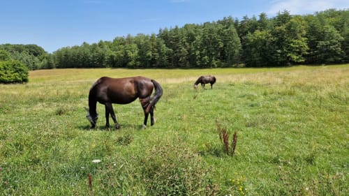 Chevaux noirs paissant dans un pré verdoyant avec forêt aux Granges Indigo, Fossemagne