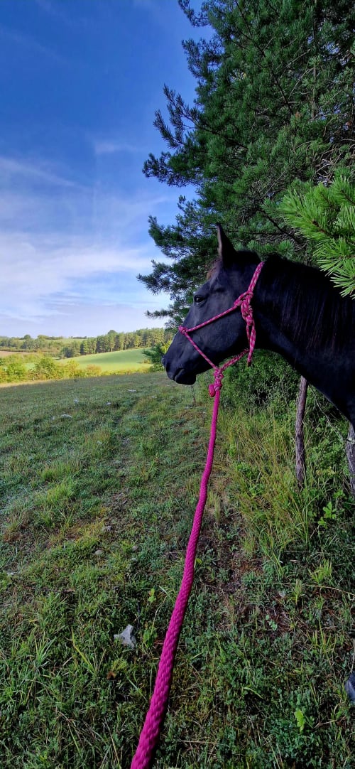 Cheval noir au licol rose broutant dans la campagne française aux Granges Indigo, Fossemagne