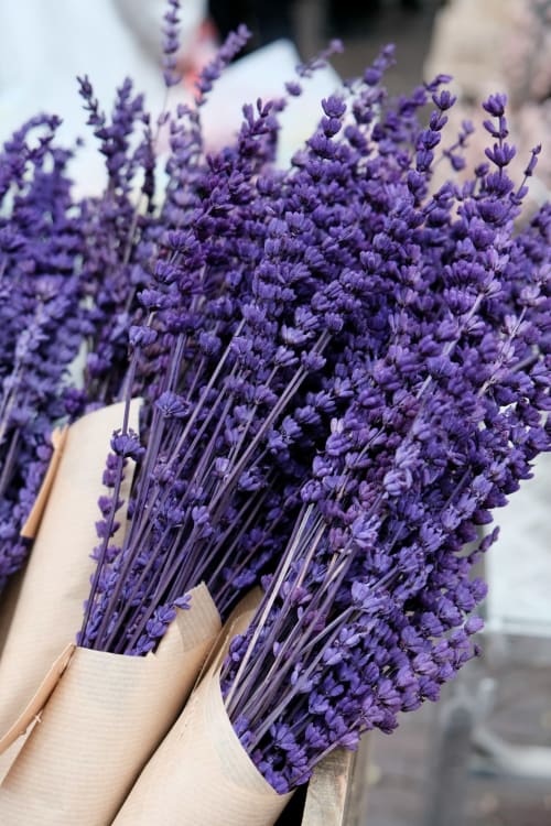 Purple lavender bouquet held in hands at Louminai B&B in Donzère, France