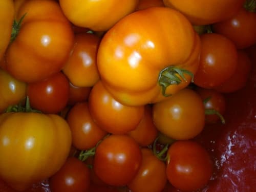 Pomodori da orto nelle sfumature di arancio e rosso presso Trulli Boccadoro, affascinante bed and breakfast italiano