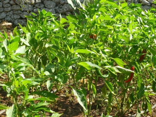 Piante di peperoncino verde rigogliose nell'orto di Trulli Boccadoro, affascinante bed and breakfast italiano