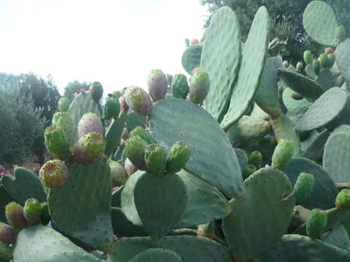 Folto agglomerato di piante di fico d'India con pale verdi e frutti a Trulli Boccadoro, Italia