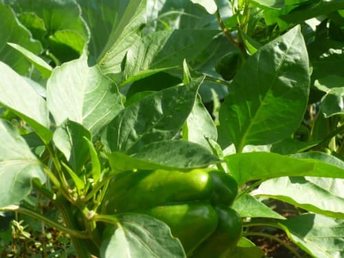 Peperoni verdi coltivati nell'orto della struttura ricettiva Trulli Boccadoro in Italia