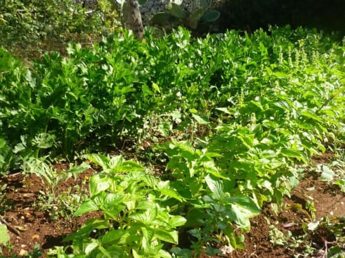 Orto rigoglioso con erbe aromatiche fresche al Trulli Boccadoro bed and breakfast in Italia, piante e verdure al sole