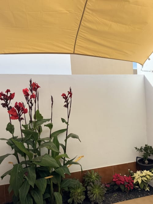 Terraza de Casa Gilberto Corralejo con flores rojas, plantas en macetas y toldo amarillo en apartamento
