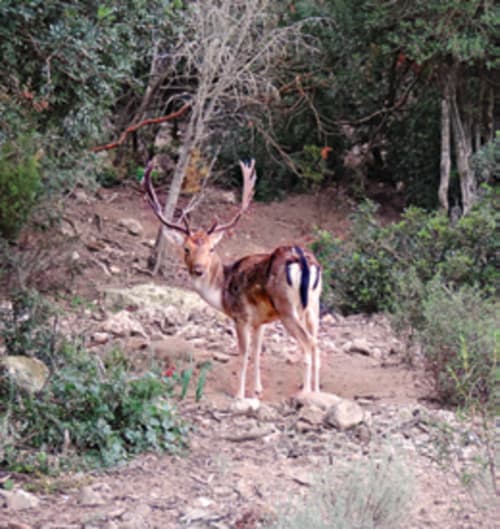 Mule deer with antlers in rocky terrain surrounded by desert brush near Muravera, Italy