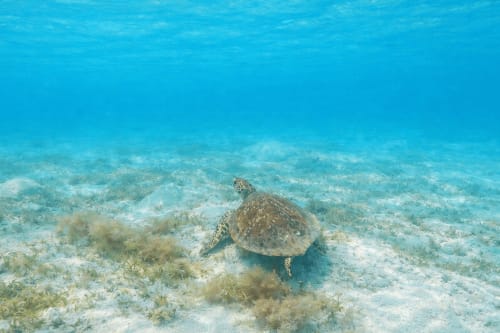 Sea turtle swimming underwater near seagrass in crystal clear turquoise water, Sainte-Rose Guadeloupe