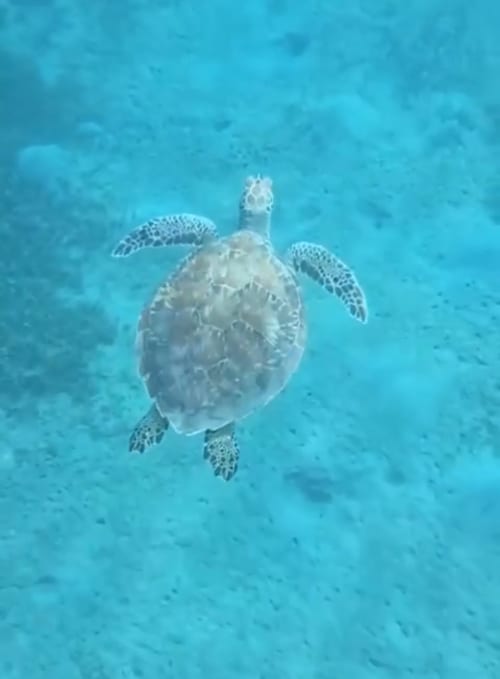 Sea turtle swimming underwater in turquoise ocean near Filao Cottage, Sainte-Rose, Guadeloupe