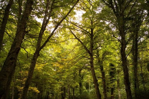 Fitta volta di bosco verde con alberi alti che filtrano la luce del sole, rifugio naturale vicino a Casa del Sole B&B a Foggia