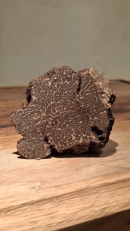 Spécimen fossile ou minéral aux textures variées présenté sur une surface en bois aux Gîtes Le Pech