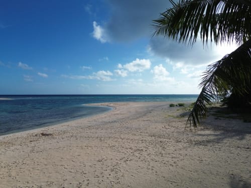 Plage de sable immaculée aux eaux turquoise et palmes à Tikehau Herearii, Tuherahera, Polynésie française