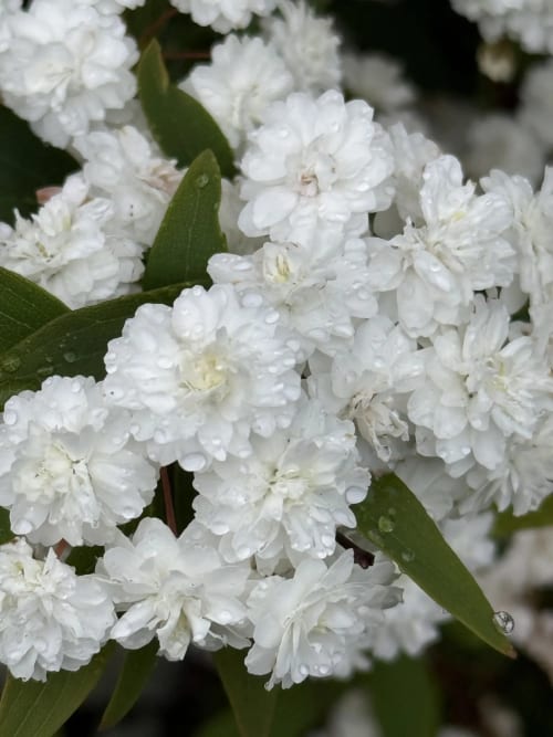 White double flowers with dewdrops at Golden Mermaid Villa, Ribeirinha Portugal