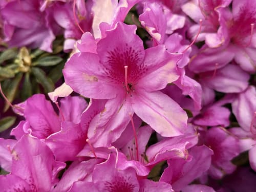 Vibrant pink azalea flowers blooming at Golden Mermaid Villa in Ribeirinha, Portugal