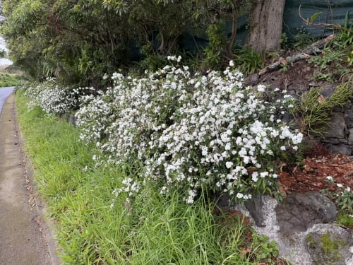 Lush white flowers blooming in Golden Mermaid Villa's garden in Ribeirinha, Portugal