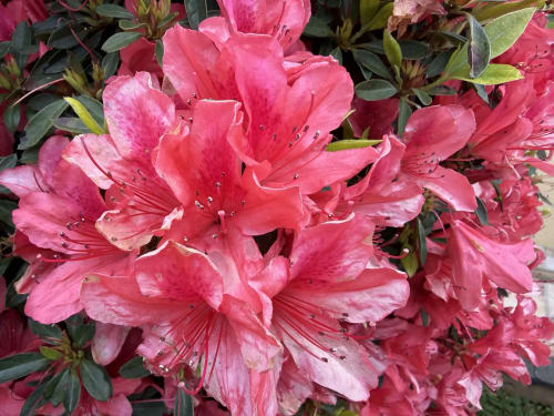 Vibrant pink rhododendron blooms at Golden Mermaid Villa in Ribeirinha, Portugal