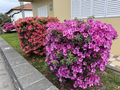 Vibrant pink and magenta bougainvillea flowers in garden at Golden Mermaid Villa, Ribeirinha Portugal