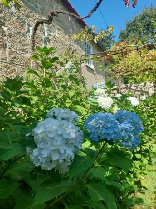 Hortênsias azuis e brancas em flor no jardim da Quinta da Coutada, propriedade de agroturismo em Arcos de Valdevez, Portugal
