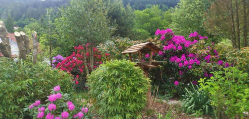 Des fleurs de bougainvillée rose vif s'épanouissent dans le jardin luxuriant du Chalet Cossu aux Gîtes les Grandes voies, avec du bois