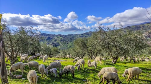 Sheep grazing in olive groves at Cortijo las Monjas, rural hotel in Periana, Spain