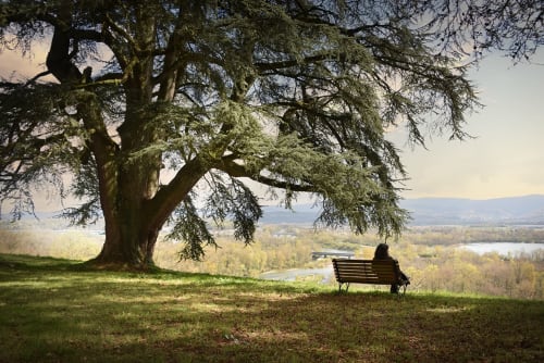 Personne assise sur un banc sous un arbre ancien surplombant la vallée fluviale au Château De Varambon, France