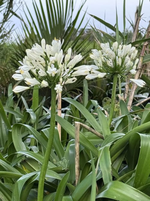 White agapanthus flowers with green foliage at Golden Mermaid Villa, Ribeirinha