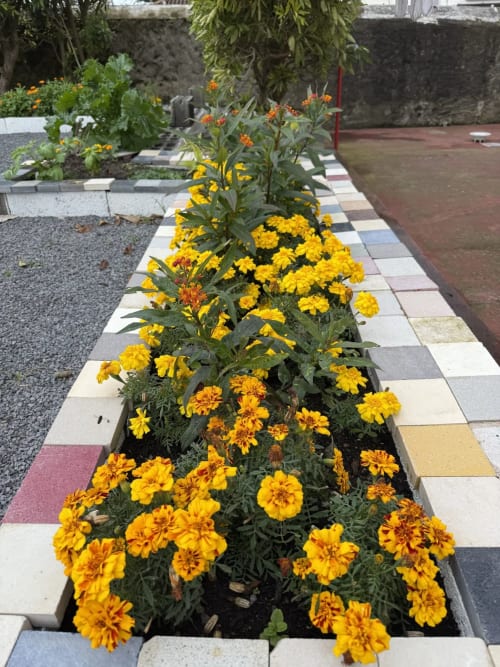 Vibrant yellow marigolds line a colorful stone pathway in Golden Mermaid Villa's garden, Ribeirinha Portugal