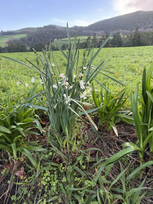 Blooming iris flowers in Portuguese countryside garden near Golden Mermaid Villa, Ribeirinha