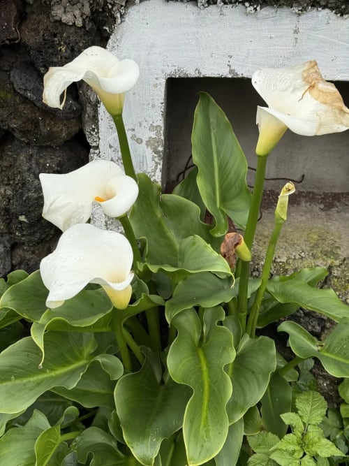 White calla lilies blooming at Golden Mermaid Villa in Ribeirinha, Portugal's coastal gardens