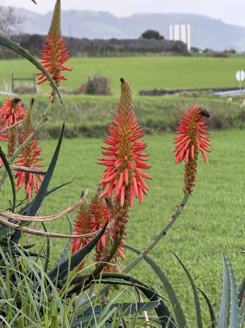 Red poker flowers blooming in rural Ribeirinha, Portugal landscape with green fields