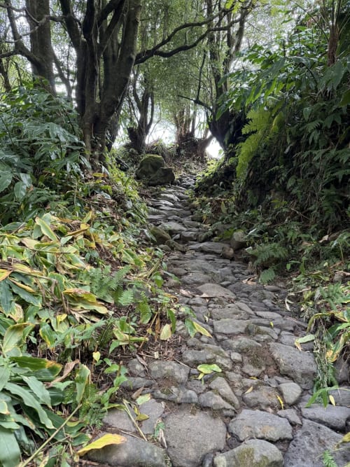 Caminho de pedra através de túnel florestal exuberante com árvores retorcidas subindo em Ribeirinha, Portugal