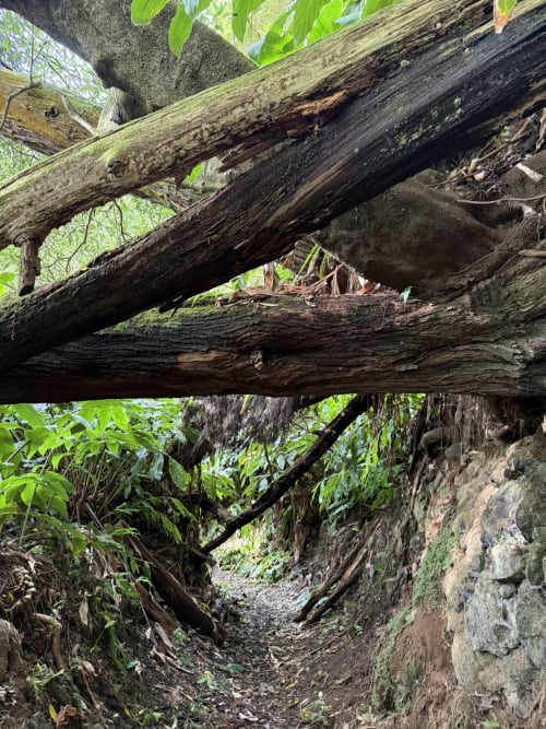 Troncos cobertos de musgo e muros de pedra criam caminhos rústicos na Villa Golden Mermaid em Ribeirinha, Portugal