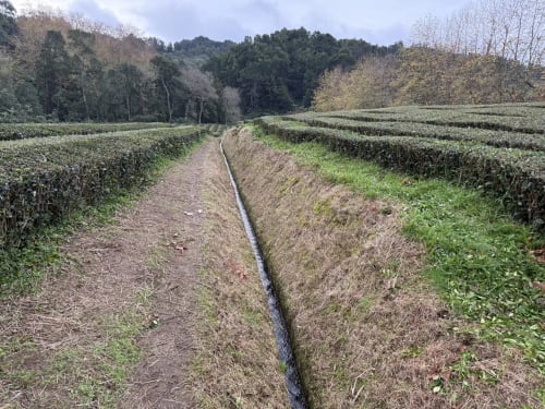 Agricultural irrigation channel through tea fields near Golden Mermaid Villa in Ribeirinha, Portugal