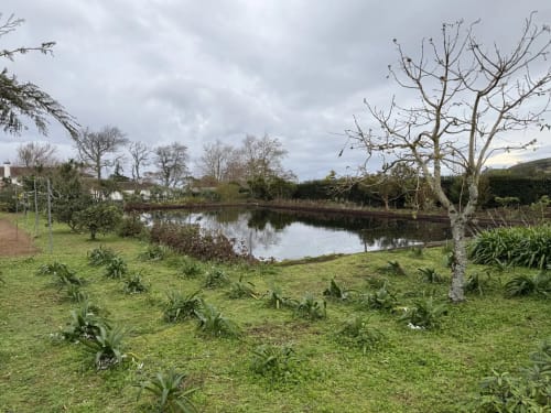 Peaceful garden with pond at Golden Mermaid Villa in Ribeirinha, Portugal