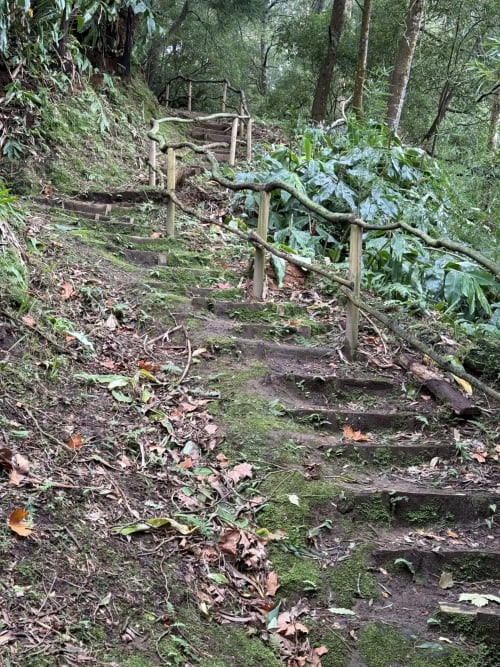 Forest hiking trail with wooden steps and railings at Golden Mermaid Villa, Ribeirinha Portugal