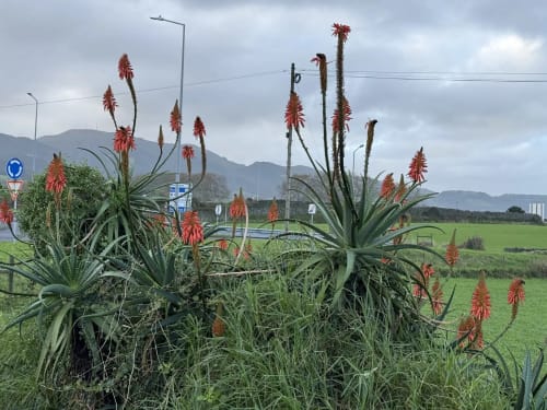 Red torch lily flowers with green fields and mountains at Golden Mermaid Villa, Ribeirinha Portugal