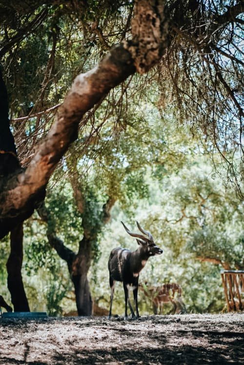 Antílope sob salgueiro-chorão na Quinta Cerro da Campaniça em Santiago do Cacém, Portugal