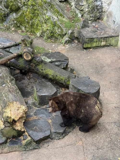 Brown bear on moss-covered rocks at Golden Mermaid Villa, Ribeirinha Portugal