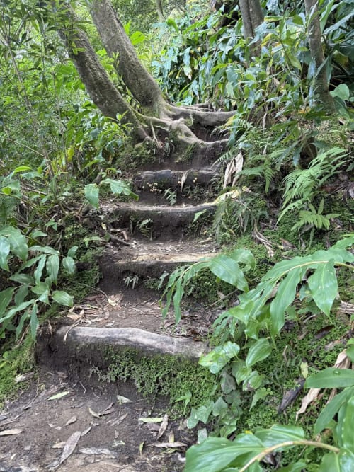 Moss-covered stone steps through lush jungle vegetation at Golden Mermaid Villa, Ribeirinha Portugal