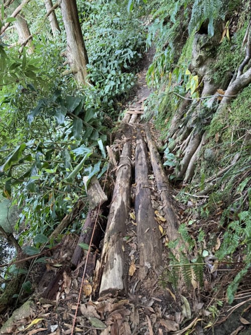 Rustic forest trail with weathered wooden logs at Golden Mermaid Villa, Ribeirinha Portugal