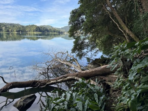 Serene lakeside view at Golden Mermaid Villa in Ribeirinha with fallen tree branches, calm water reflections, and forested